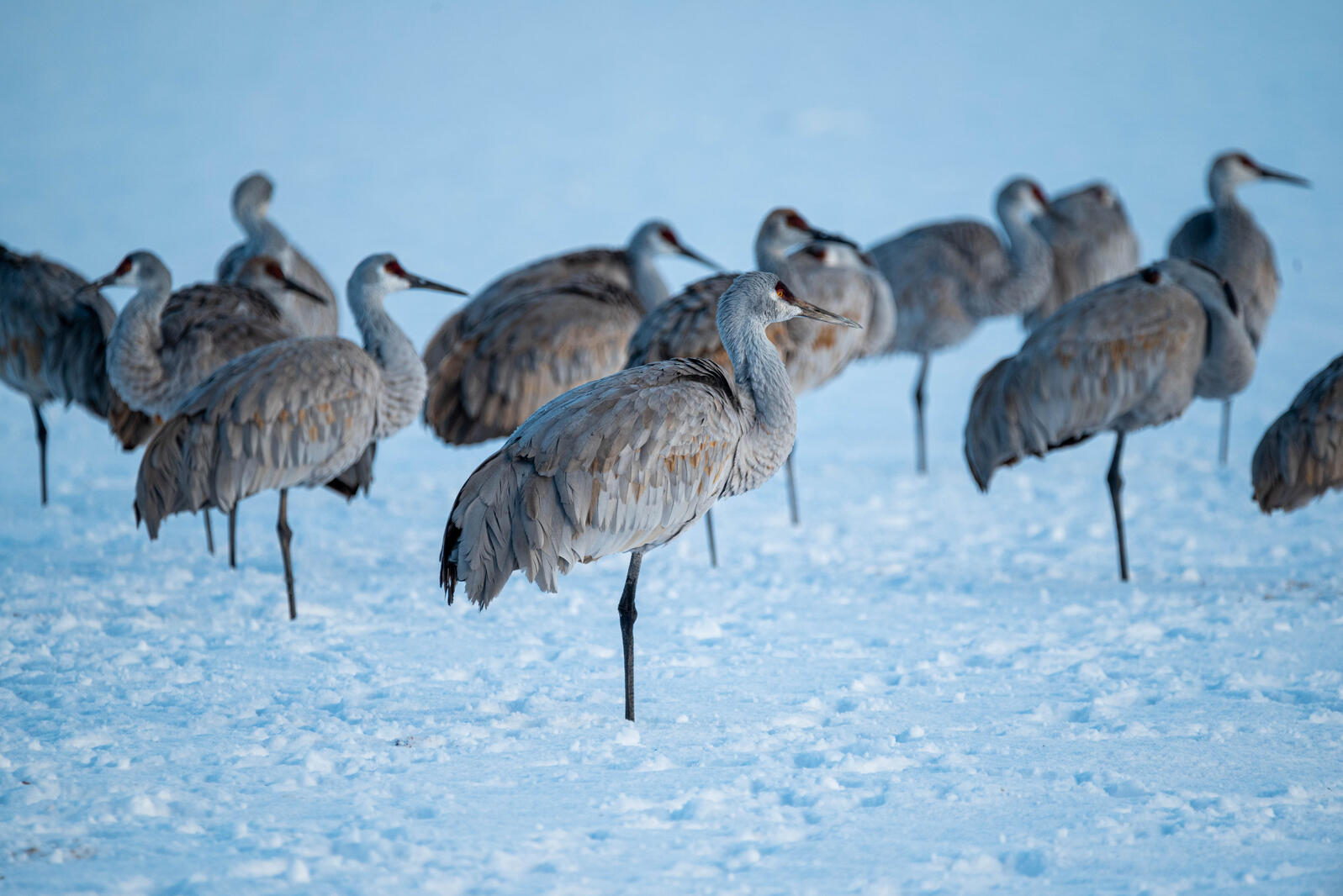 Cranes in Snow