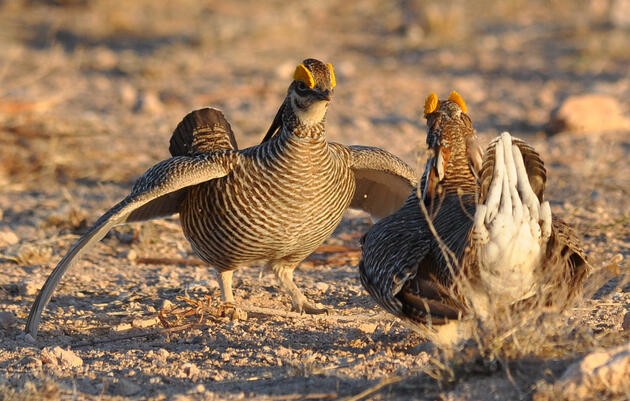 Audubon New Mexico Quarterly e-Newsletters