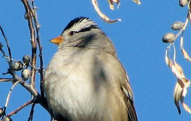 Audubon New Mexico's Christmas Bird Count