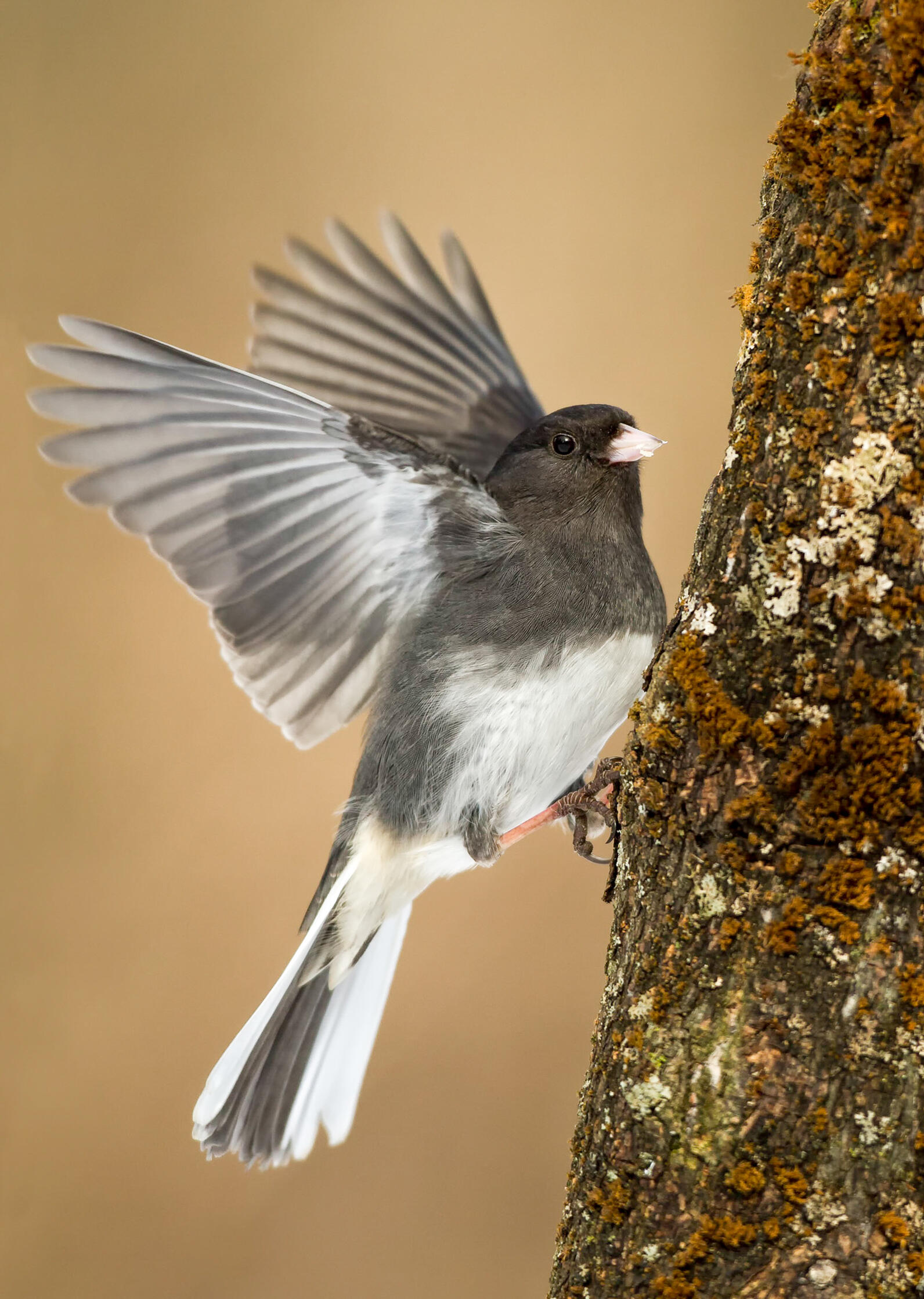 Dark-eyed Junco (slate colored) showing off the white outer tail feathers